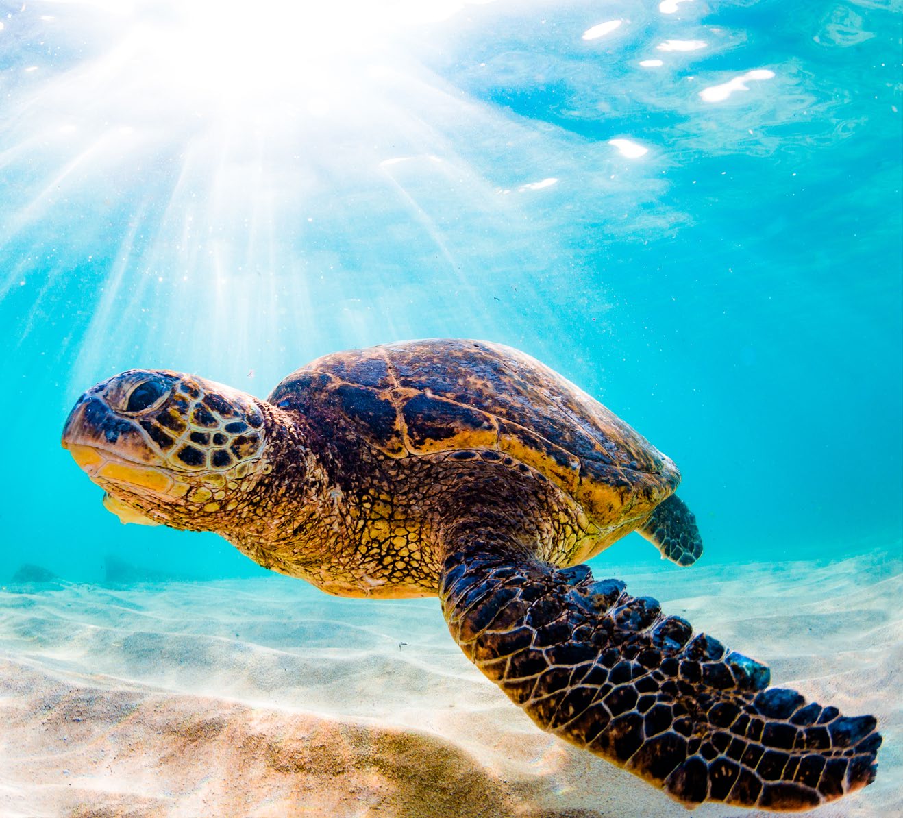 Image of Villa - 6 Bedrooms - 6 Bathrooms for Sale in Barbados, Image 12